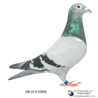 Louella Vandenabeele Blue Cock 26-688 Ref 8164