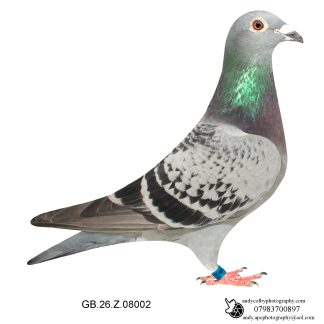 Louella Jan Hooyman Cheq Hen 26-002 Ref 7841