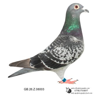 Louella Jan Hooyman Cheq Cock 26-003 Ref 7842