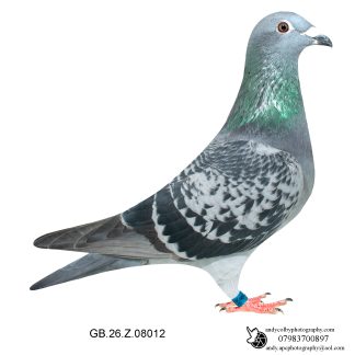 Louella Jacob Poortvliet Cheq Hen 26-012 Ref 7868