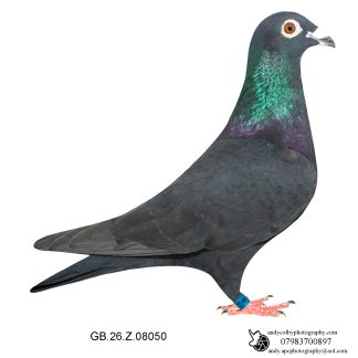 Louella Jules Severi Black Cock (Frill) 26-050 Ref 7860