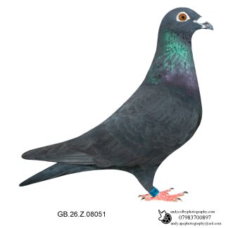 Louella Jules Severi Black Cock 26-051 Ref 7865