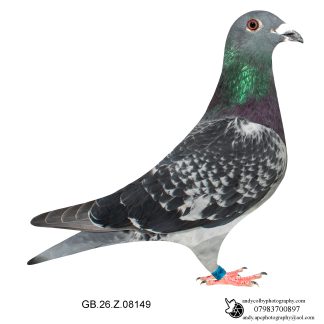 Louella Dirk V D Bulck Cheq Cock 26-149 Ref 7792