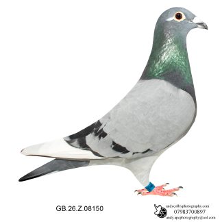 Louella Dirk V D Bulck/Birdy Blue W/F Cock 26-150 Ref 7819