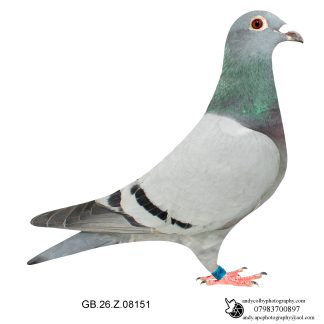 Louella Dirk V D Bulck/Birdy Blue Hen 26-151 Ref 7818