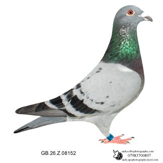 Louella Dirk V D Bulck Blue Cock 26-152 Ref 7824