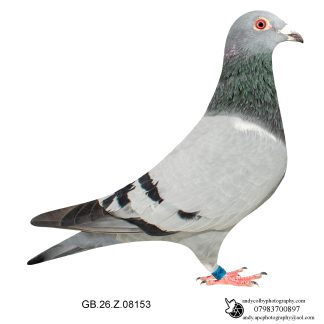 Louella Dirk V D Bulck Blue Cock 26-153 Ref 7820
