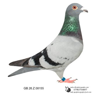 Louella Dirk V D Bulck Blue Cock 26-155 Ref 7822