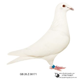 Louella Ludo Claessen White Red Grizzle Cock 26-171 Ref 7836
