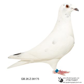 Louella Ludo Claessen White Grizzle Cock 26-175 Ref 7835