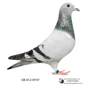 Louella Dirk V D Bulck Blue Cock 26-187 Ref 7790