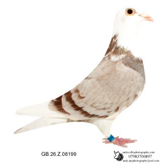 Louella Dirk V D Bulck Mealy Pied Cock 26-199 Ref 7825