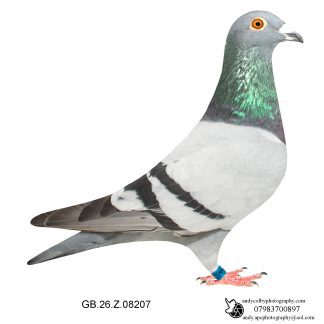 Louella Leideman Bros Blue Cock 26-207 Ref 7783