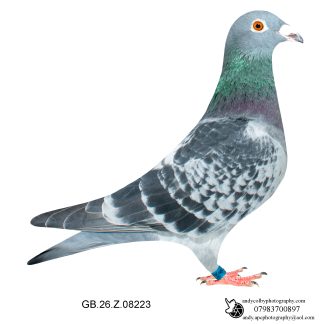 Louella Jos Cools X Hooyman /Vandenabeele Cheq Hen 26-223 Ref 7871