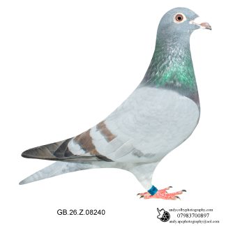 Louella Roland Janssen Opal Blue Hen 26-240 Ref 7866