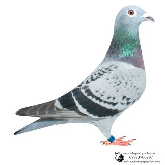 Louella Jacob Poortvliet Light Cheq Hen 26-261 Ref 7869
