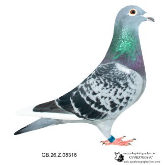 Louella Leo Heremans Blue W/F Cock 26-316 Ref 7857