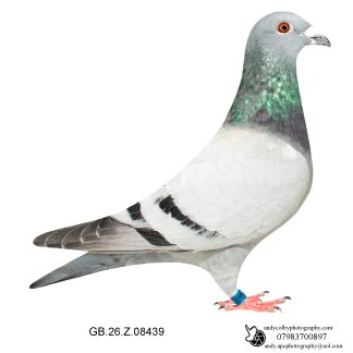 Louella Leideman Bros Blue Cock 26-439 Ref 7782
