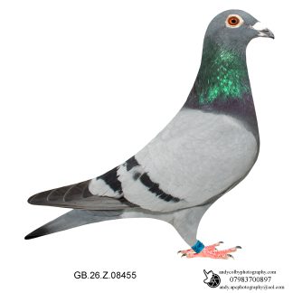 Louella TJ & T Elzinga/Jan Hooyman Blue Cock 26-455 Ref 7809