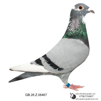 Louella Dirk V D Bulck X Hooyman / Vandenabeele Blue Pied Hen 26-467 Ref 7830