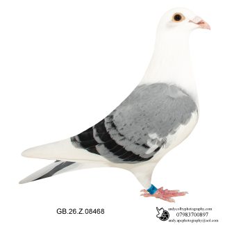 Louella Dirk V D Bulck X Hooyman / Vandenabeele Blue Pied Cock 26-468 Ref 7831