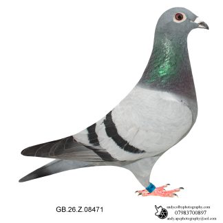 Louella Dirk V D Bulck/Jos Cools Blue W/F Hen 26-471 Ref 7763