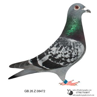 Louella Dirk V D Bulck / Jos Cools Cheq Cock 26-472 Ref 7827