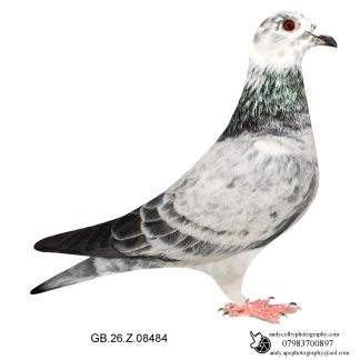 Louella Roland Janssen Grizzle Cock 26-484 Ref 7848