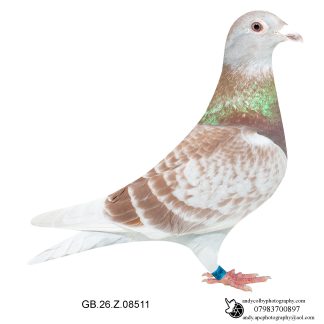 Louella Dirk van den Bulck Red Cheq Hen 26-511 Ref 7878