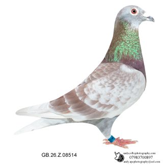 Louella Dirk van den Bulck Red Cheq Cock 26-514 Ref 7877