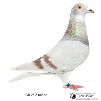 Louella Dirk V D Bulck / Jos Cools Mealy W/F Cock 26-532 Ref 7828
