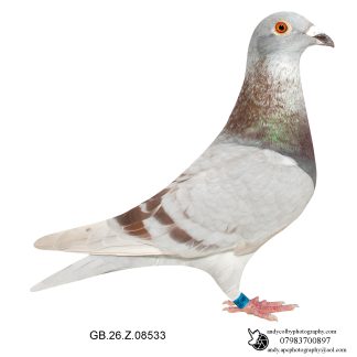 Louella VD Bulck X J Cools Mealy W/F Cock 26-533 Ref 7811