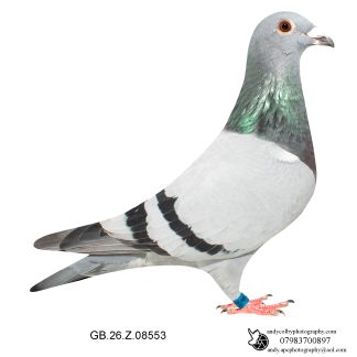Louella Dirk V D Bulck Blue Hen 26-553 Ref 7794