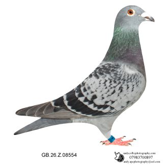 Louella Dirk V D Bulck Cheq Hen 26-554 Ref 7826