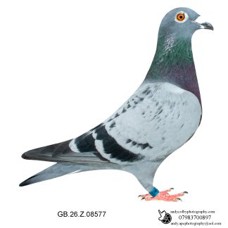 Louella Jacob Poortvliet X Veenstra Light Cheq Cock 26-577 Ref 7870