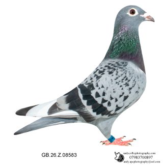 Louella Nico Volkens Cheq W/F Hen (Small) 26-583 Ref 7883