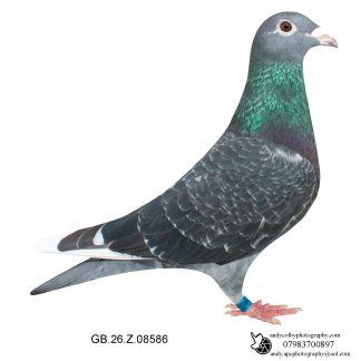 Louella Corbett Busschaert Dark W/F Hen 26-586 Ref 7876