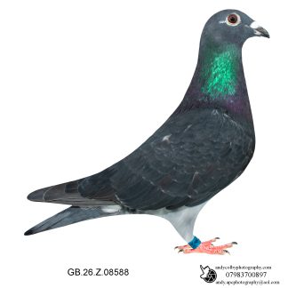Louella Corbett Busschaert Dark W/F Cock 26-588 Ref 7873