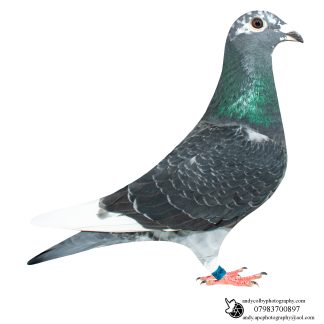 Louella Corbett Busschaert Cheq Cock 26-587 Ref 7875