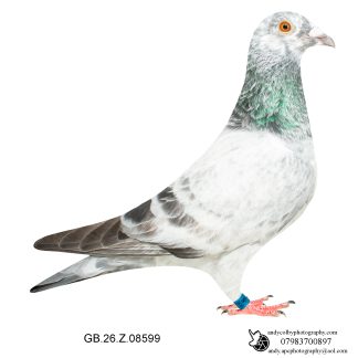 Louella Leideman Bros Grizzle Cock 26-599 Ref 8114