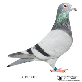 Louella Ludo Claessen Blue Cock 26-616 Ref 7837