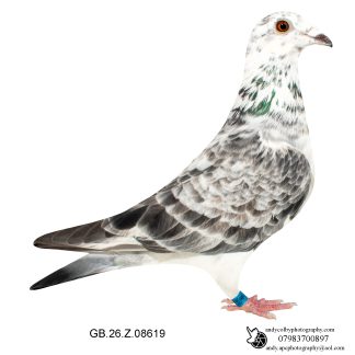 Louella Ludo Claessen Grizzle Hen 26-619 Ref 7807