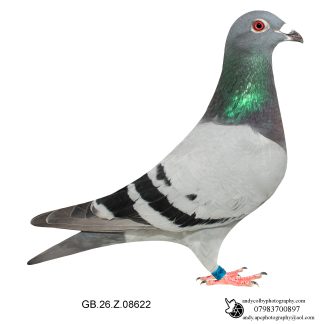 Louella Dirk V D Bulck Blue Cock 26-622 Ref 7791