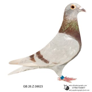 Louella Dirk V D Bulck Mealy Hen 26-623 Ref 7793