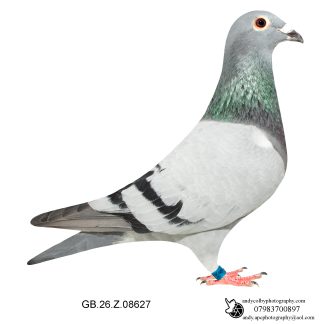 Louella Dirk V D Bulck Blue Cock 26-627 Ref 7821
