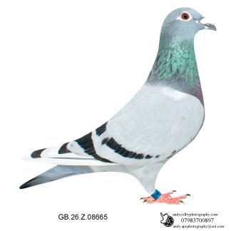 Louella Leo Heremans Blue W/F Hen 26-665 Ref 7858