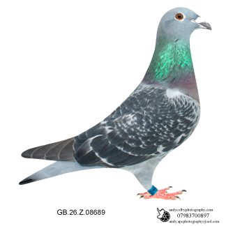 Louella Corbett Busschaert Dark W/F Hen 26-689 Ref 7874