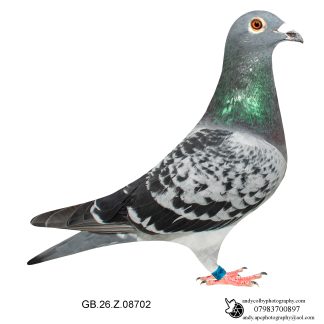 Louella Dirk V D Bulck Cheq Cock 26-702 Ref 7755