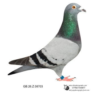Louella Vandenabeele Blue Cock 26-703 Ref 7838