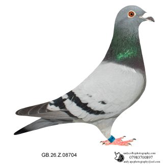 Louella Vandenabeele Blue Cock 26-704 Ref 7839